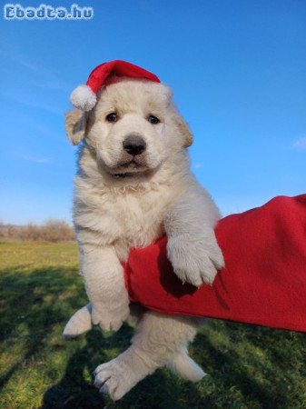 8 hónapos kuvasz kan kölykök elvihetők