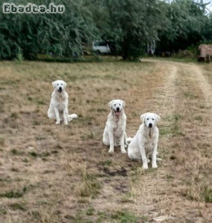 8 hónapos kuvasz kan kölykök elvihetők