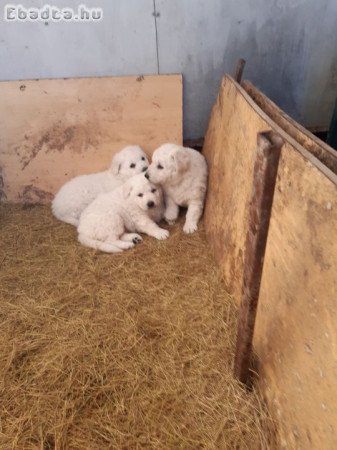 8 hónapos kuvasz kan kölykök elvihetők
