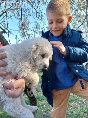 8 hónapos kuvasz kan kölykök elvihetők