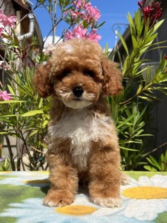 Maltipoo ( máltai selyemkutya x uszkár )