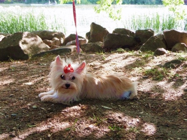 Yorkshire Terrier, Yorki