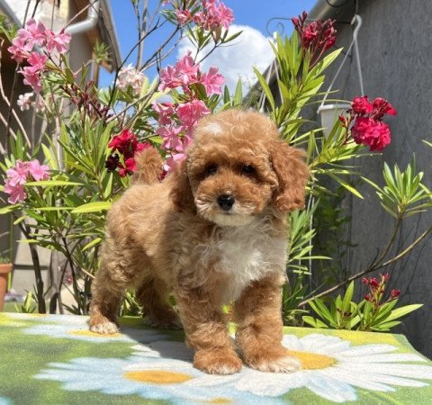 Maltipoo ( máltai selyemkutya x uszkár )
