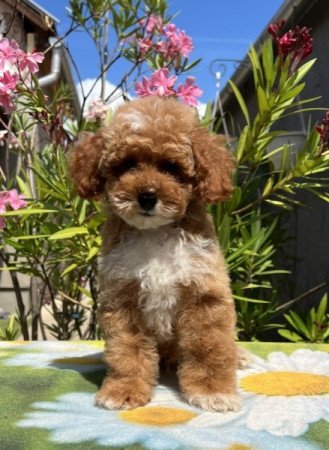 Maltipoo ( máltai selyemkutya x uszkár )