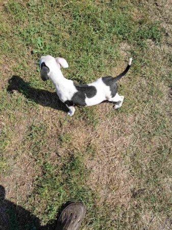 Amerikai Staffhordshire Terrier