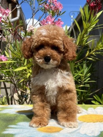 Maltipoo ( máltai selyemkutya x uszkár )