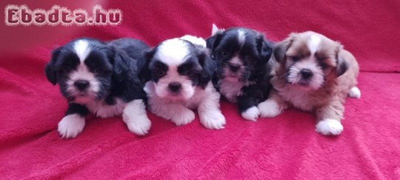 Shih Tzu kiskutyàk