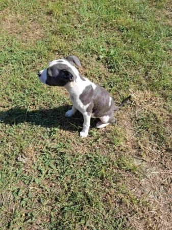 Amerikai Staffhordshire Terrier