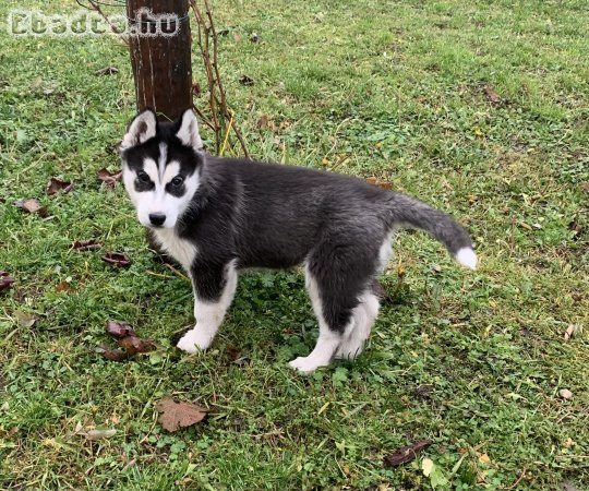 Eladó Husky