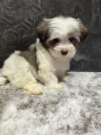 Bichon Havanese