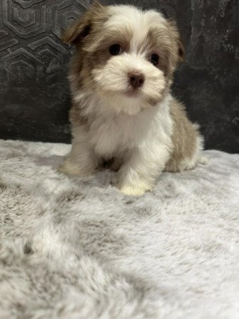 Bichon Havanese