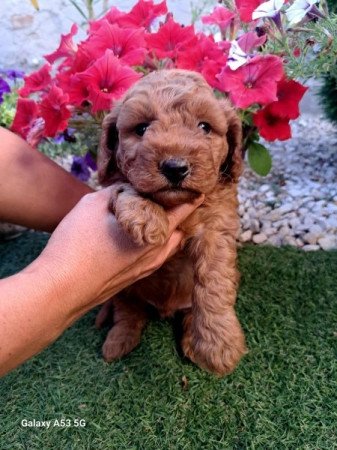 Máltai+uszkár=Maltipoo havanese bichon