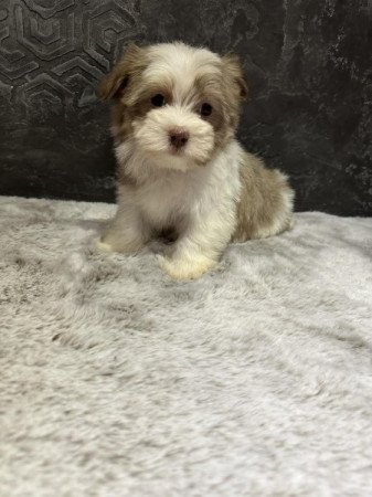 Bichon Havanese