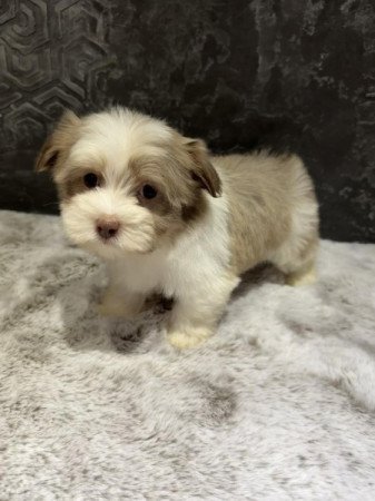 Bichon Havanese