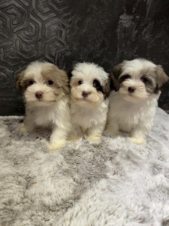 Bichon Havanese