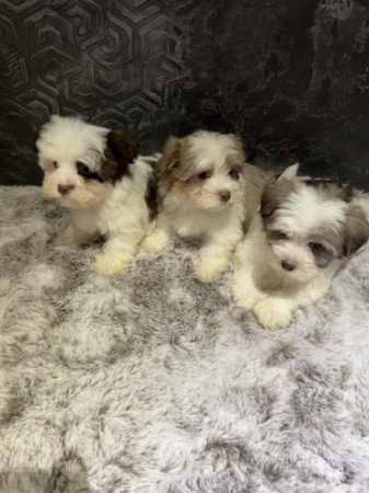 Bichon Havanese