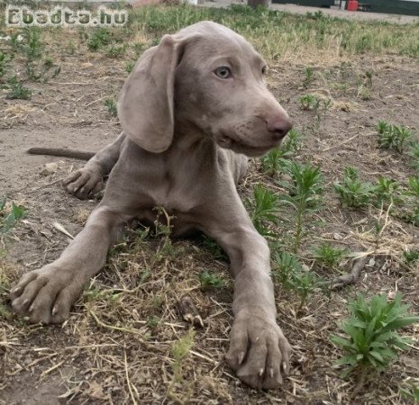 Weimari vizsla kölyök kutyák