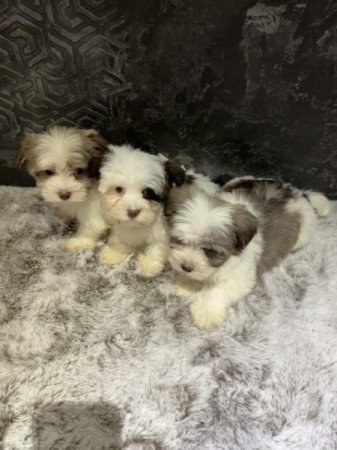 Bichon Havanese