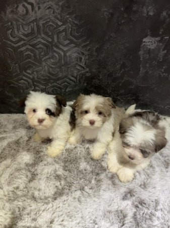 Bichon Havanese