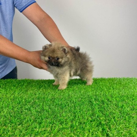 Pomerániai törpespitz