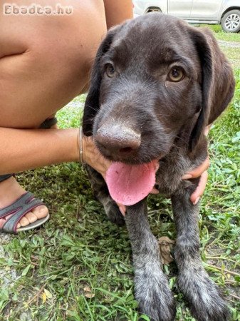 Drótszőrű német vizsla kiskutyák