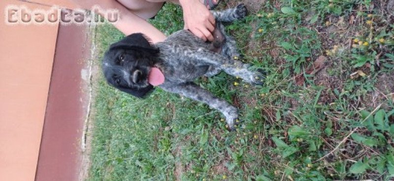 Drótszőrű német vizsla kiskutyák