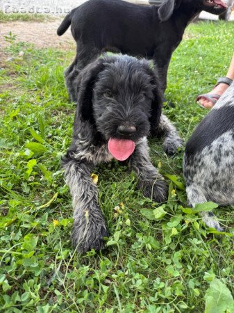 Drótszőrű német vizsla kiskutyák