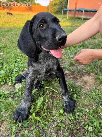 Drótszőrű német vizsla kiskutyák