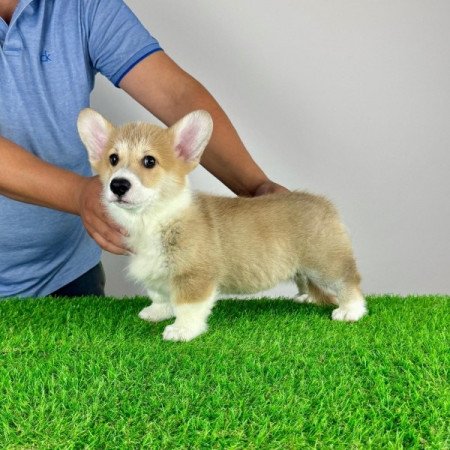 Pembroke Welsh Corgi