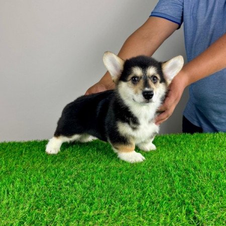 Pembroke Welsh Corgi