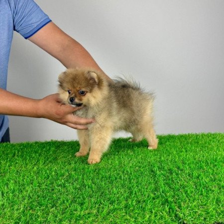 Pomerániai törpespitz