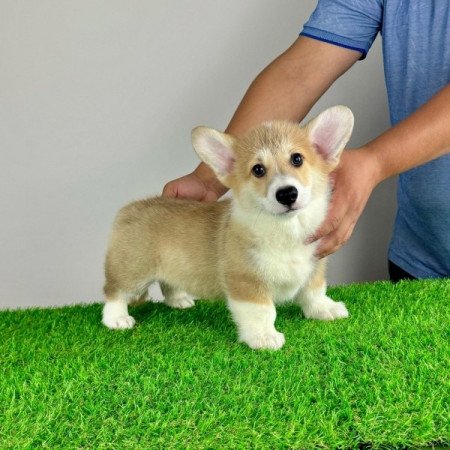 Pembroke Welsh Corgi