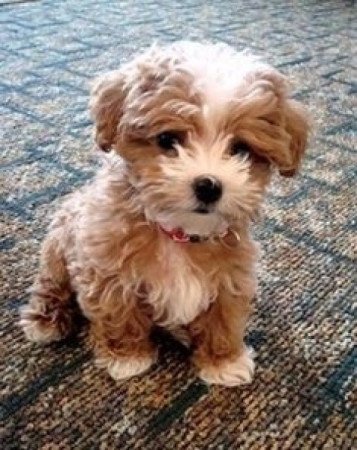 Bichon havanese