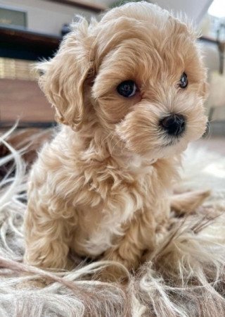 Bichon havanese