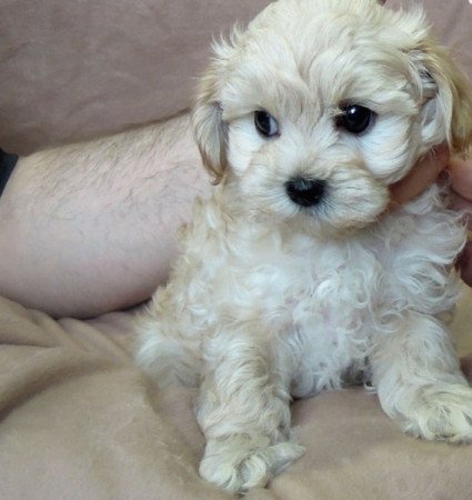 Bichon havanese