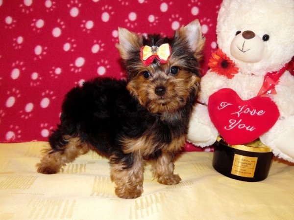 Yorkshire Terrier Yorki