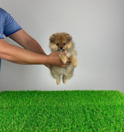 Pomerániai törpespitz