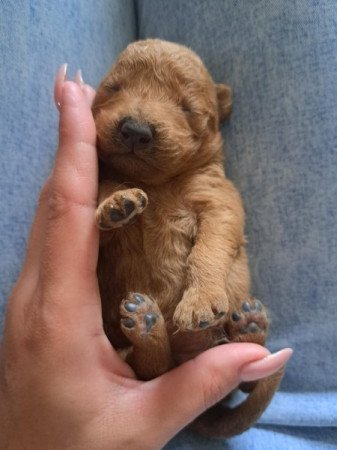 Máltai+uszkár=Maltipoo havanese bichon