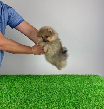 Pomerániai törpespitz