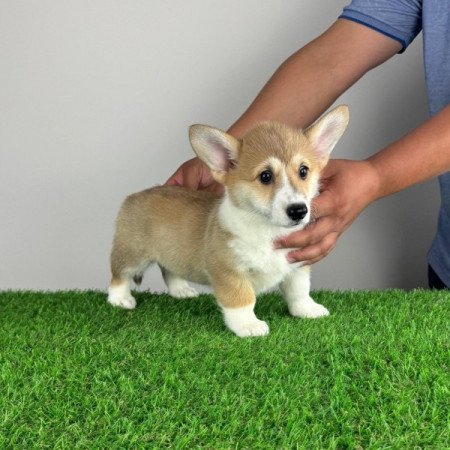 Pembroke Welsh Corgi