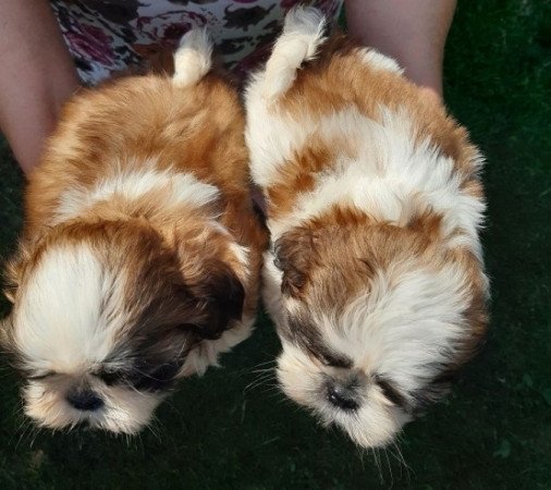 Shih tzu