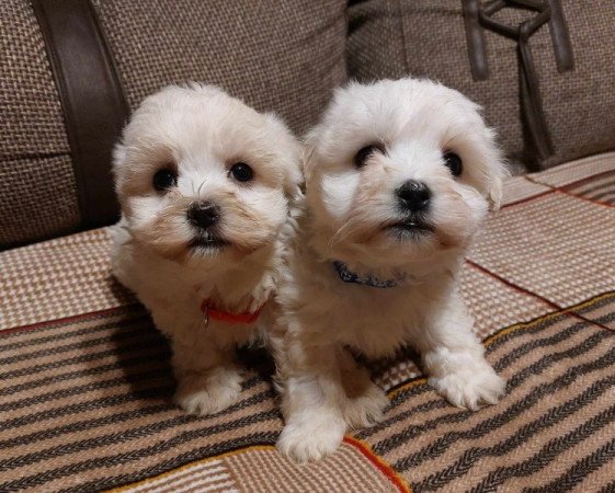 Bichon havanese