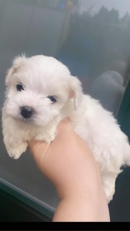 Bichon havanese