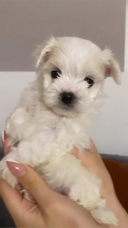 Bichon havanese