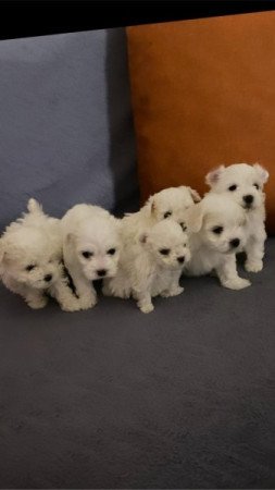 Bichon havanese