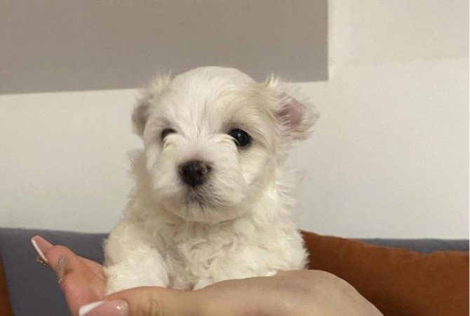 Bichon havanese