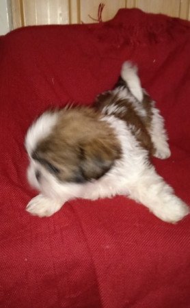 Shih-tzu