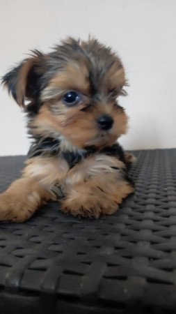 Yorkshire terrier
