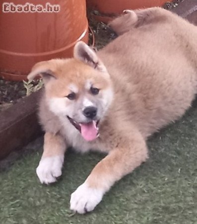 Ingyen elvihető Japán akita szuka kölyök kutya