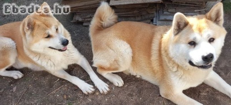 Ingyen elvihető Japán akita szuka kölyök kutya